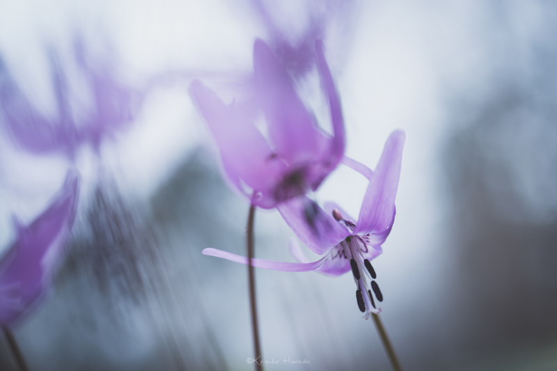 風に揺れるカタクリの花２