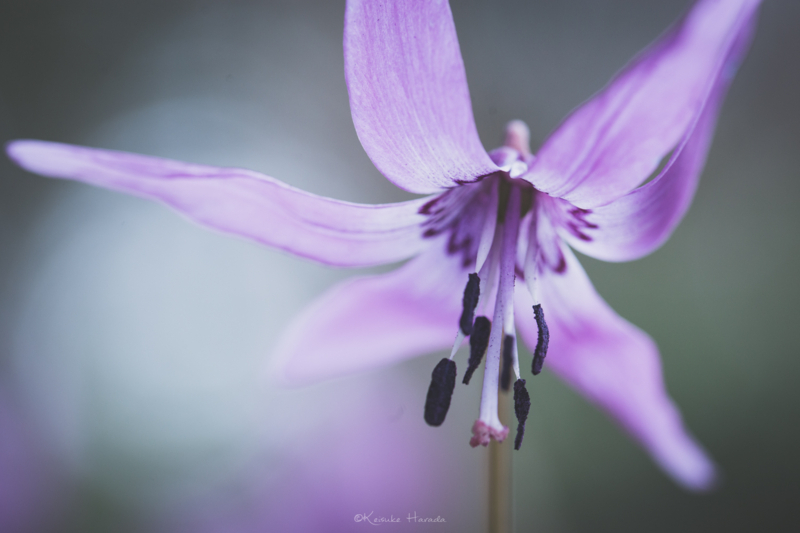 マクロレンズでカタクリの花