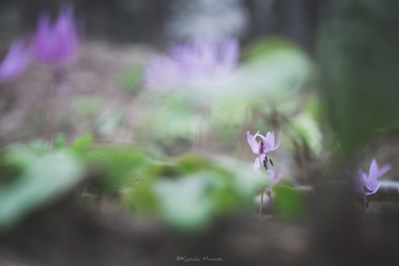 隙間からカタクリの花