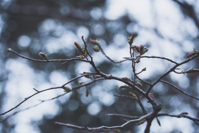 桜ももうすぐ開花しそう