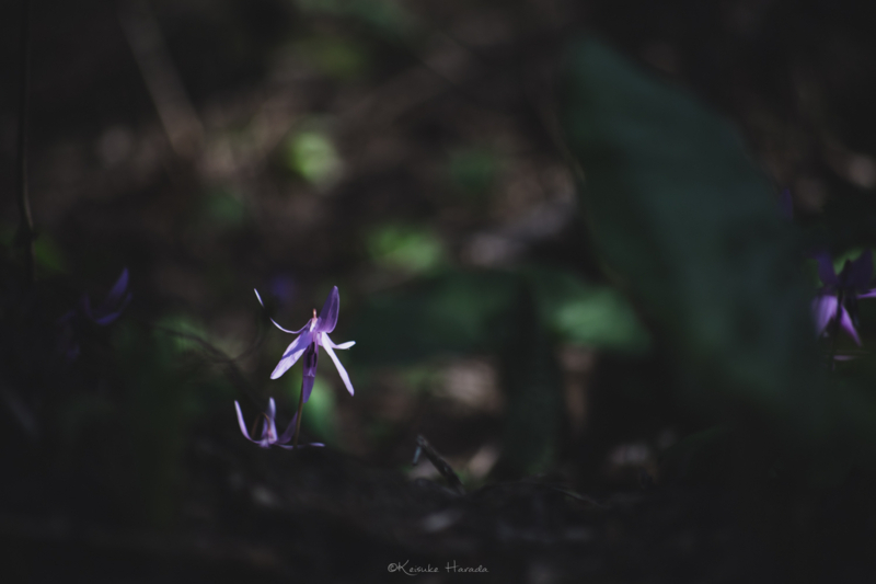 日陰でひっそりと日の光を待つカタクリの花