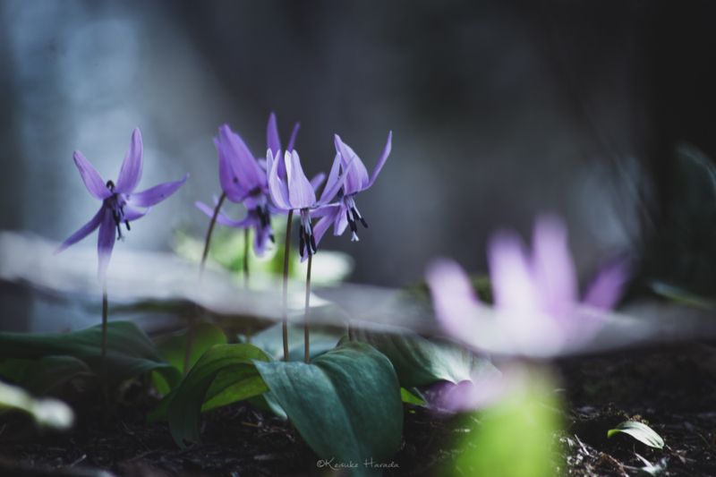 日の光に踊るカタクリの花