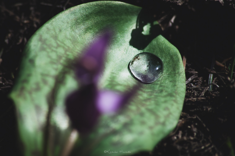 朝露を若葉で大切に受け止めるカタクリの花