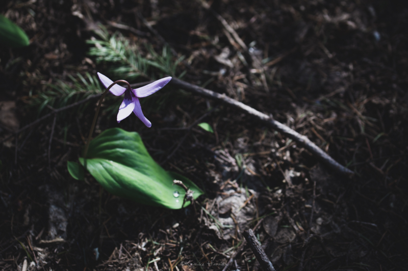 木漏れ日を受けるカタクリの花
