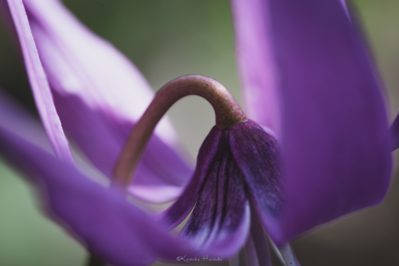 カタクリの花のうなじ