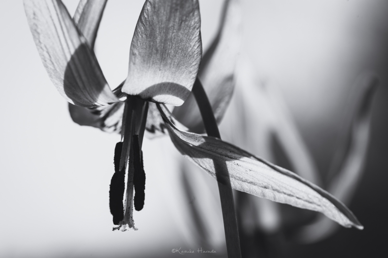 モノクロでカタクリの花