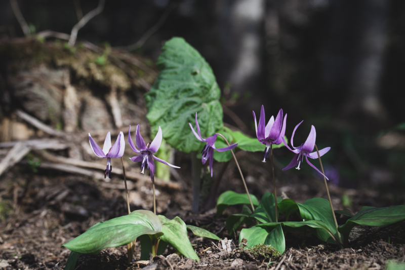 ５人姉妹のカタクリの花