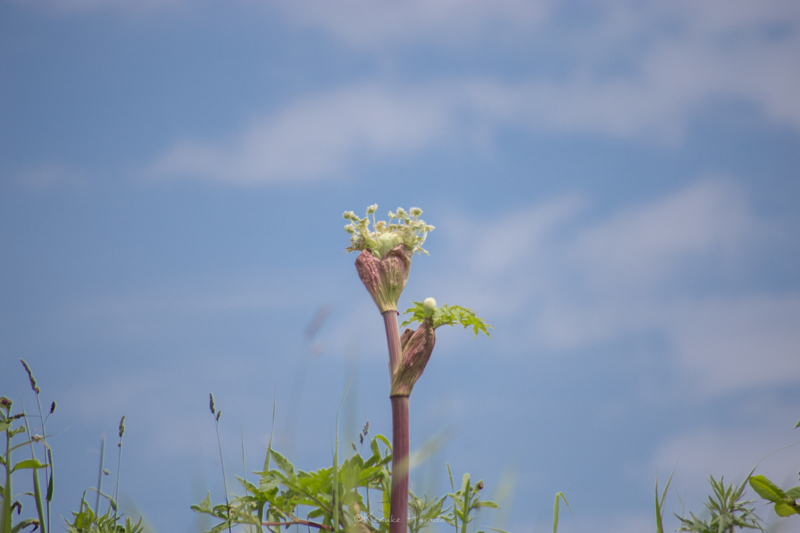 蕾のエゾニュウ４