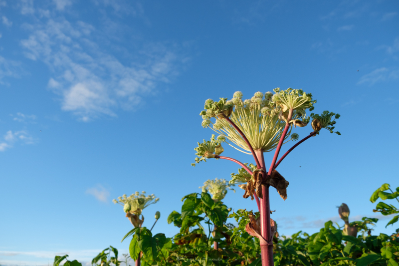 青空に映えるエゾニュウ