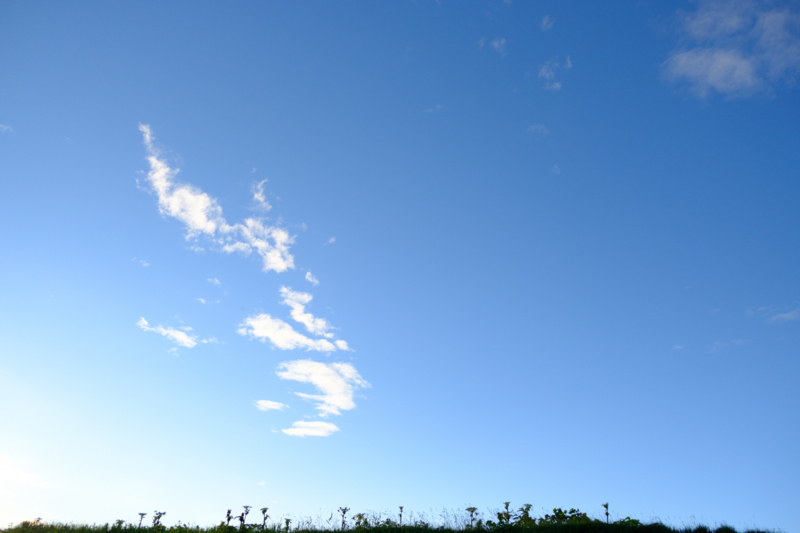 遠くからもエゾニュウ