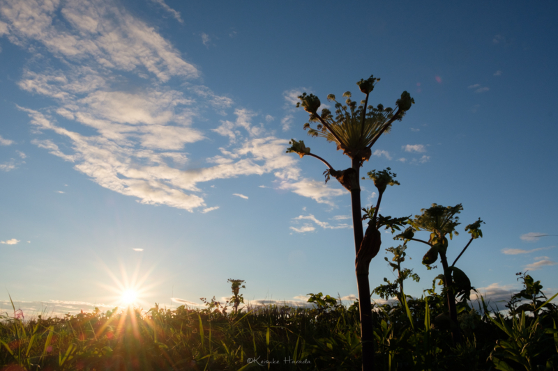 夕陽とエゾニュウ