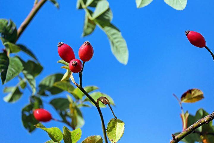 f:id:idorymitsu:20200325201619j:plain f:id:idorymitsu:20200325201619j:plain