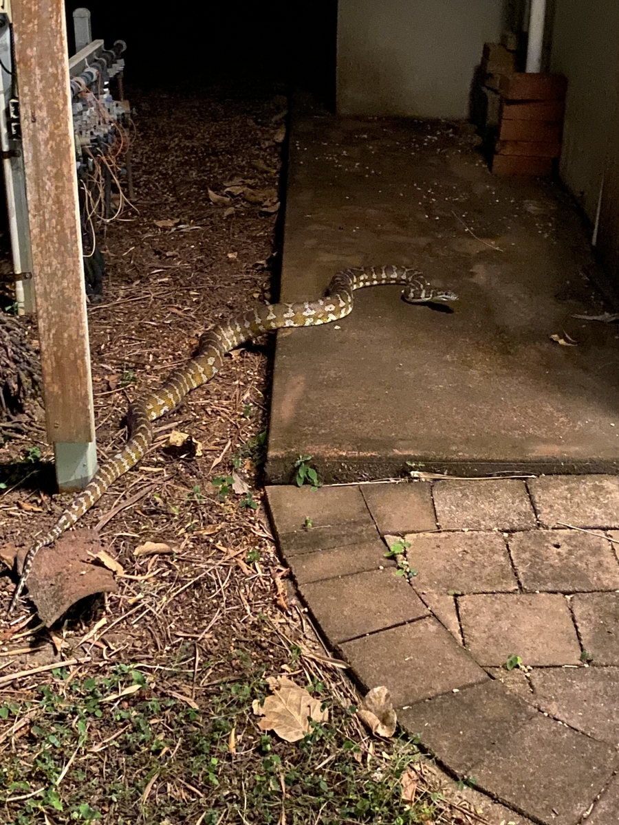 f:id:idreamseeker:20210823225423j:plain