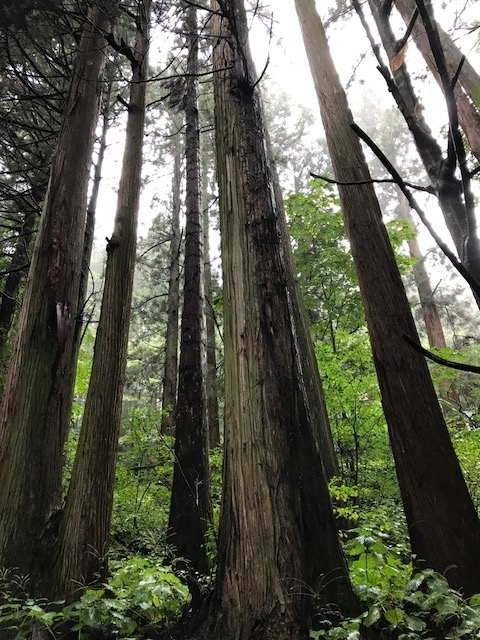 f:id:idwcufds:20171112232313j:plain