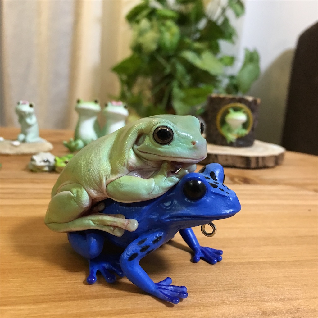 イエアメガエル イエちゃん カエルの可愛い写真まとめ