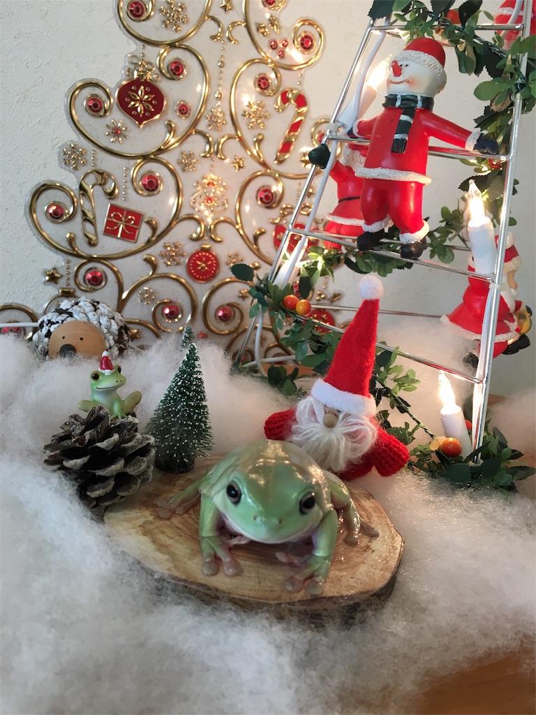 イエアメガエル イエちゃん カエルの可愛い写真まとめ