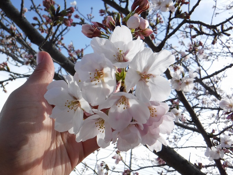 f:id:iechiko:20210906080512j:plain