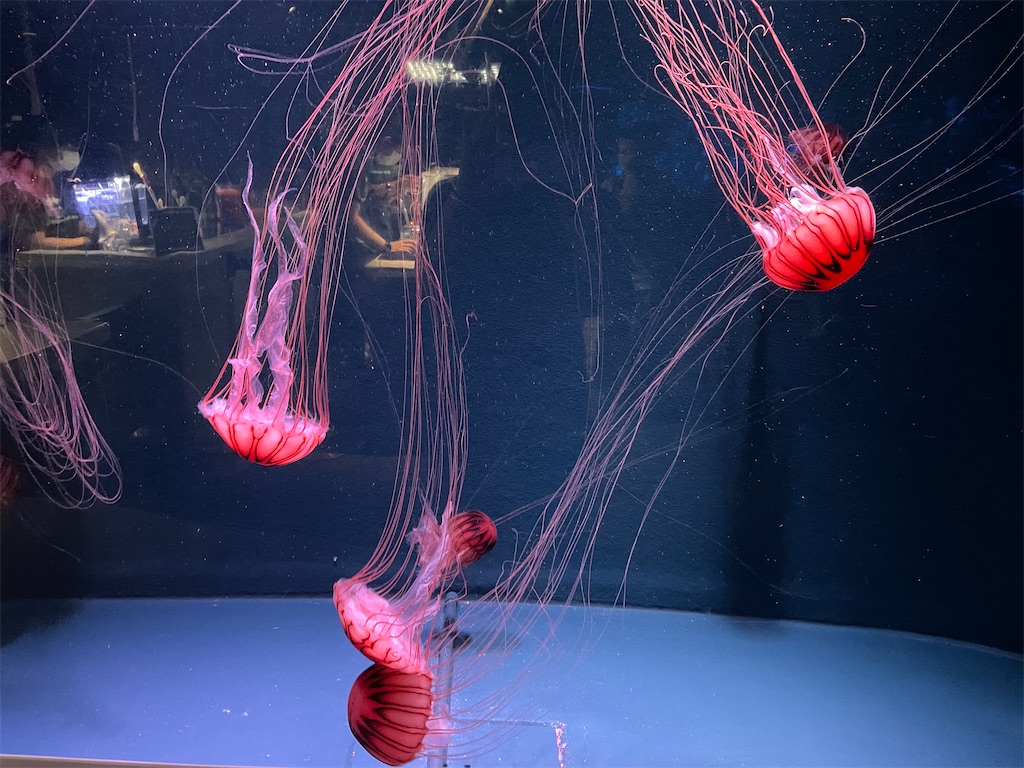 f:id:iechiko:20220408075528j:image f:id:iechiko:20220408075528j:image