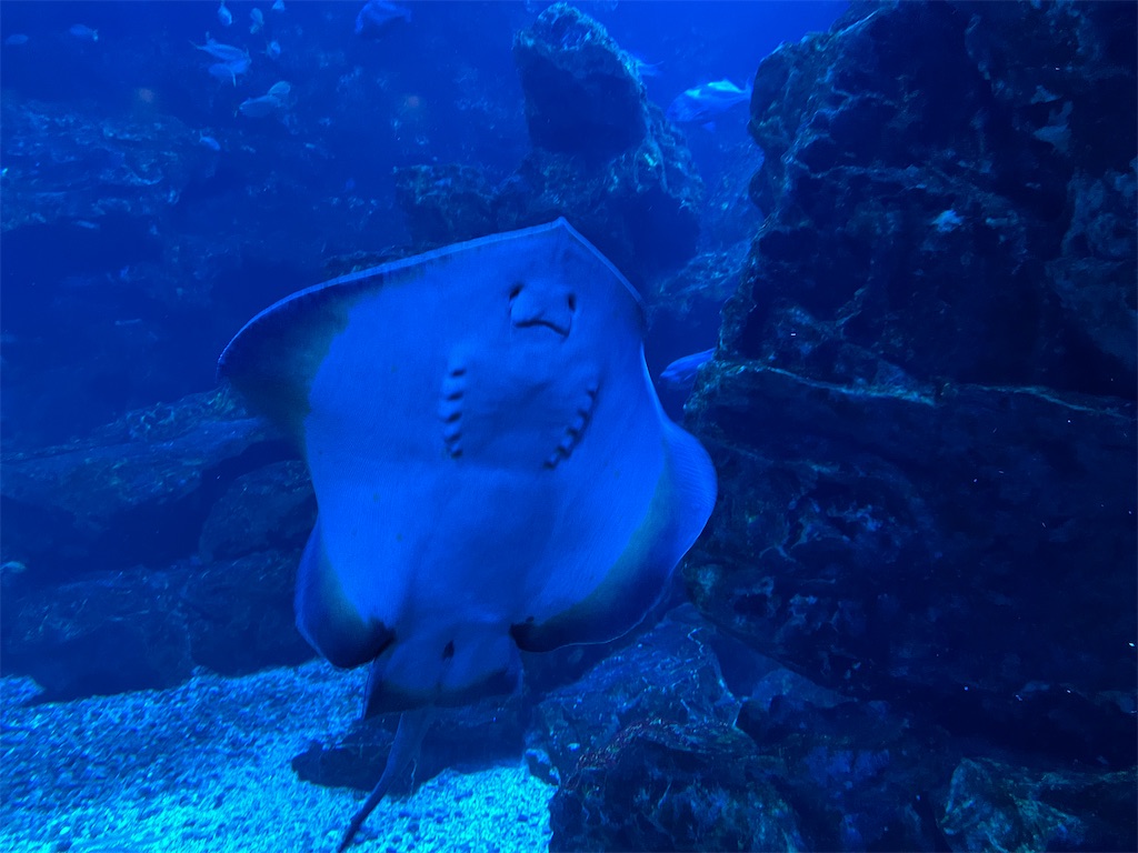 f:id:iechiko:20220408075531j:image f:id:iechiko:20220408075531j:image