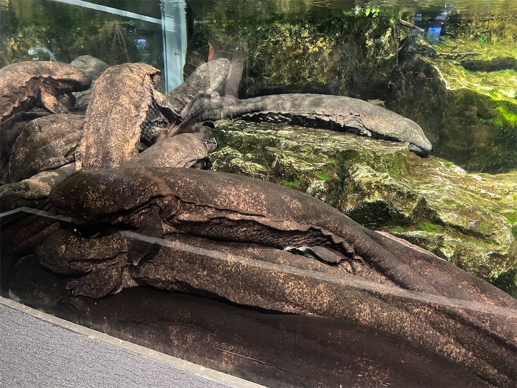 f:id:iechiko:20220408075534j:image f:id:iechiko:20220408075534j:image