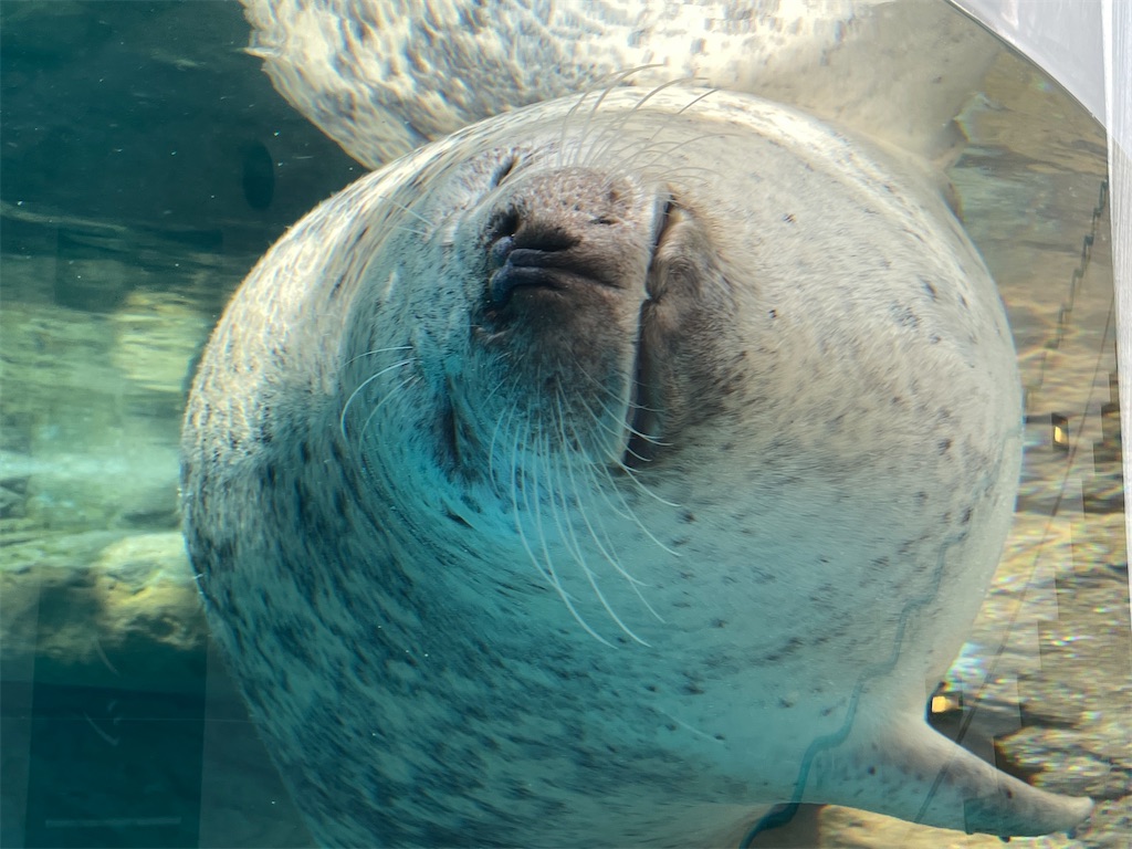 f:id:iechiko:20220408075540j:image f:id:iechiko:20220408075540j:image