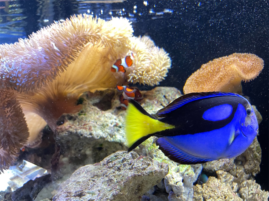 f:id:iechiko:20220408075543j:image f:id:iechiko:20220408075543j:image