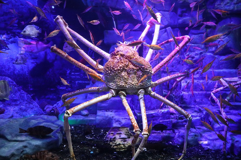 想像以上の面白さ！沼津港深海水族館 シーラカンス・ミュージアム - え
