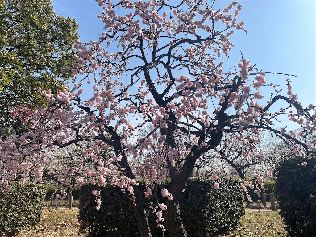 f:id:iechiko:20230308095752j:image