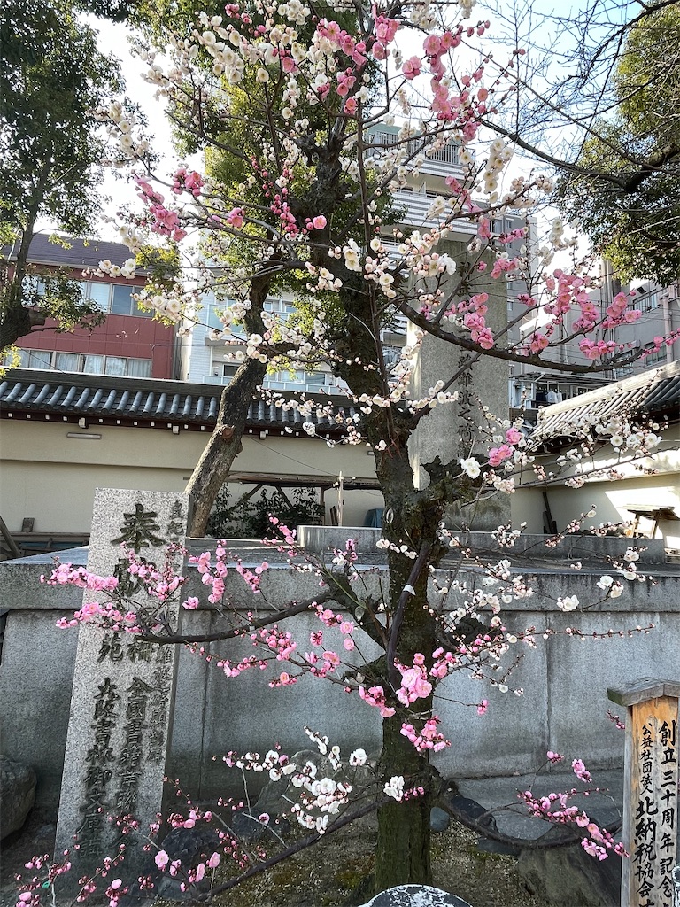 f:id:iechiko:20230308104056j:image
