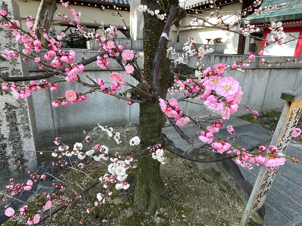 f:id:iechiko:20230308104059j:image