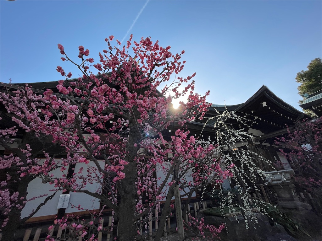 f:id:iechiko:20230308104106j:image