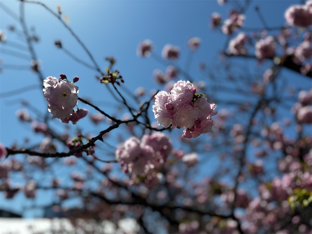 f:id:iechiko:20240410124303j:image