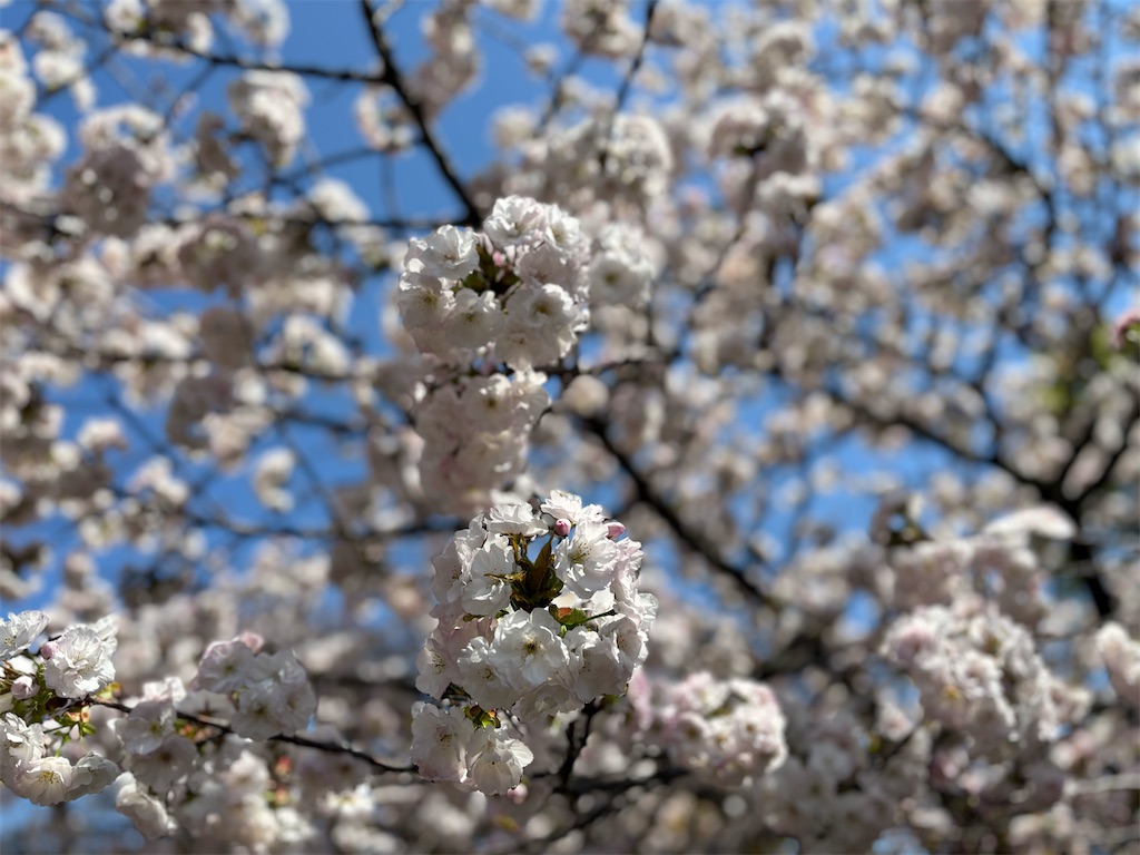 f:id:iechiko:20240410124510j:image