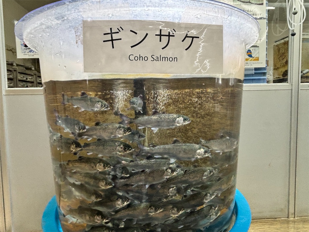 f:id:iechiko:20241003113616j:image