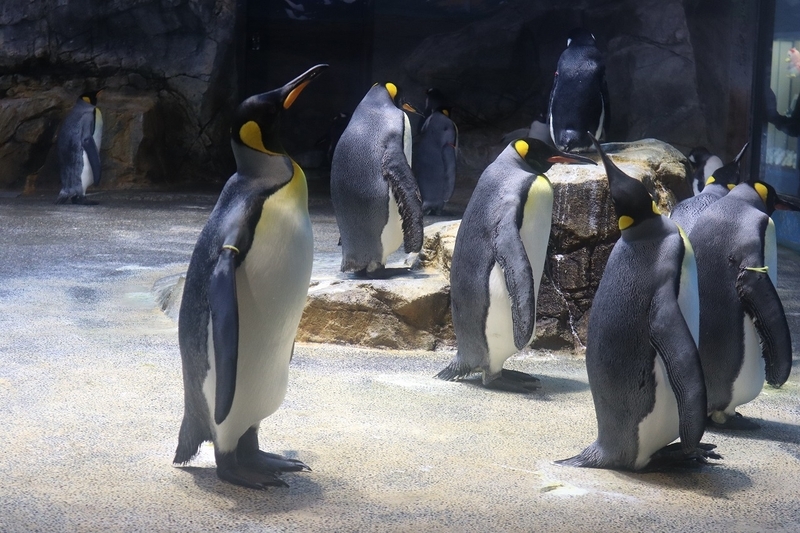 水族館で買ったペンギン 98767-96-