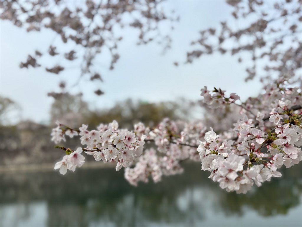 f:id:iechiko:20250426183755j:image