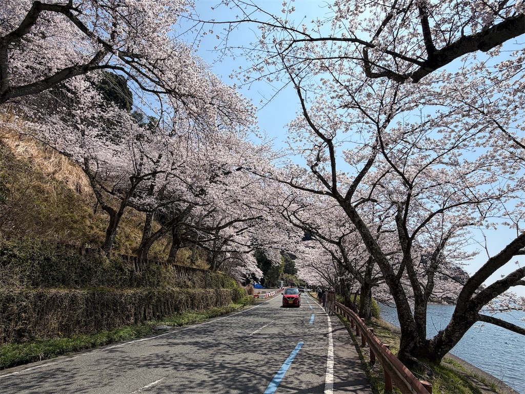 滋賀】琵琶湖沿いに咲く「海津大崎」の桜を見ながらサイクリング - え