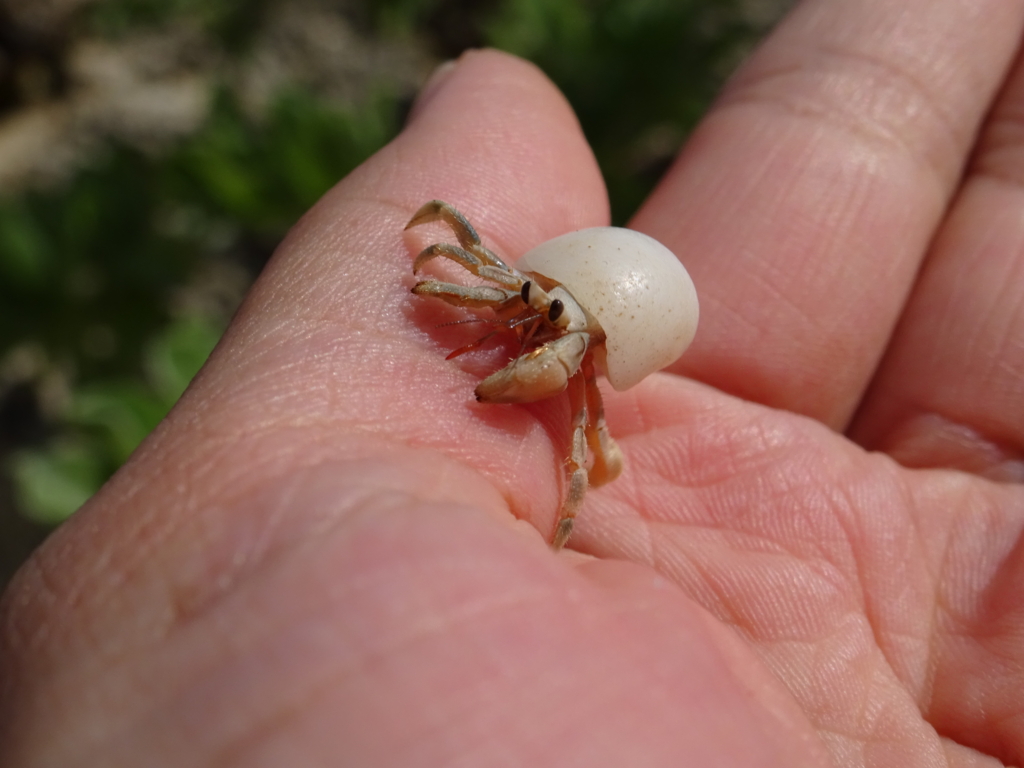 f:id:ieland:20161016151647j:plain