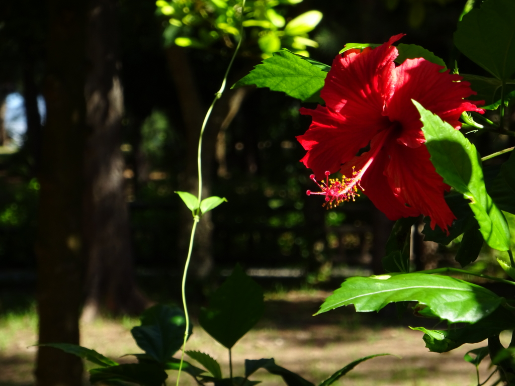 f:id:ieland:20161016152258j:plain