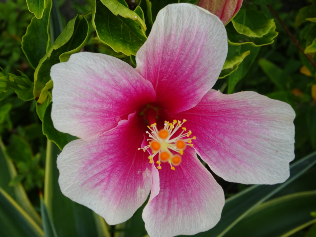 f:id:ieland:20161227225246j:plain