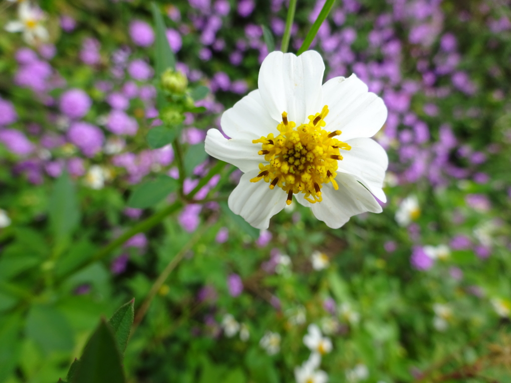 f:id:ieland:20161227225516j:plain