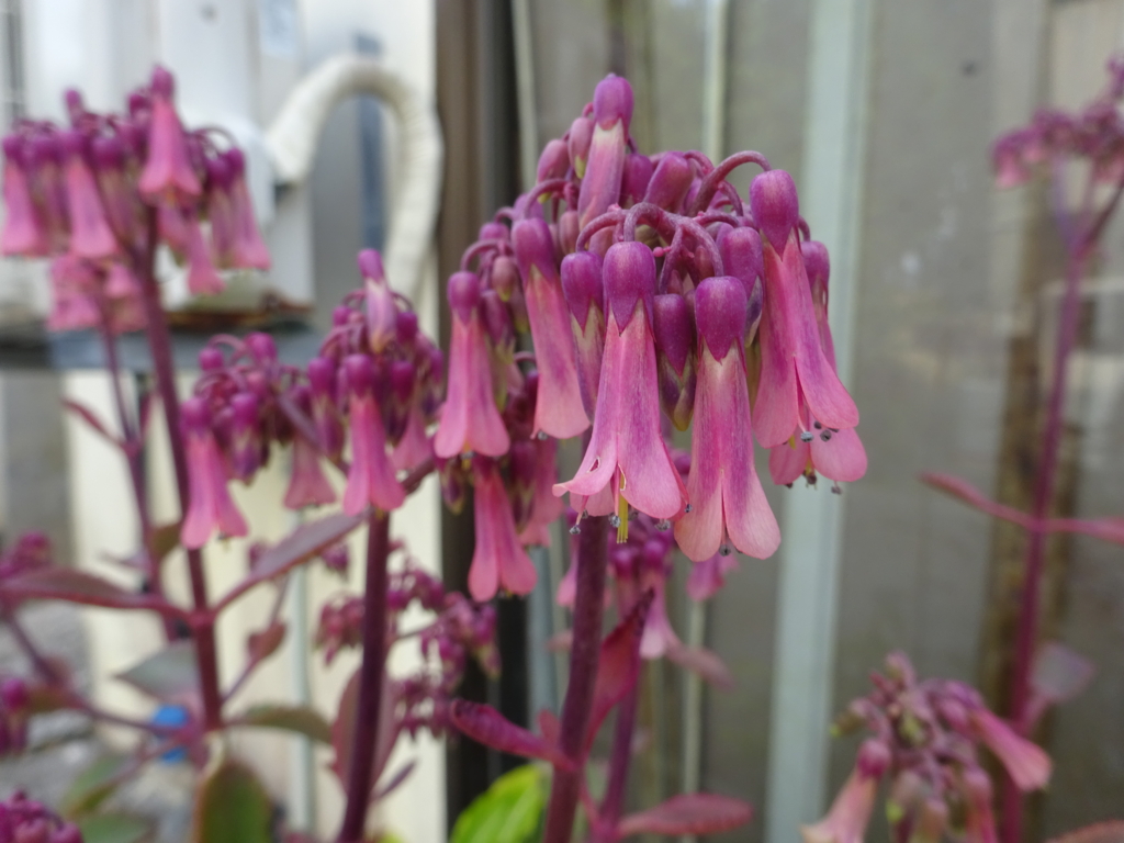 この花の名は 検索力 けんさくりょく ノーマル この花の名前が分からない 夢のオバァlife