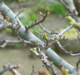 f:id:iengmwk:20101219162023j:image