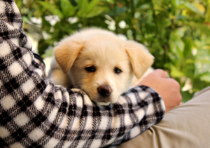 f:id:iengmwk:20110420150248j:image