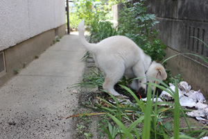 f:id:iengmwk:20110505141248j:image