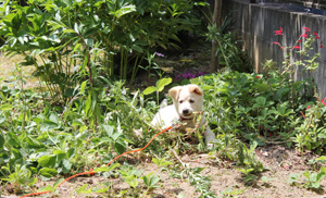 f:id:iengmwk:20110507135049j:image