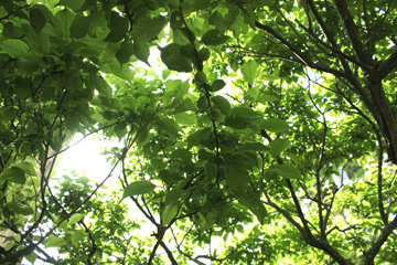 f:id:iengmwk:20110509134447j:image