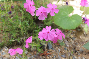 f:id:iengmwk:20110509140924j:image