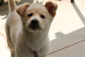 f:id:iengmwk:20110516143829j:image