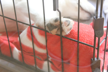 f:id:iengmwk:20110524163724j:image